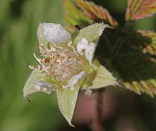 Fotografia da espécie Rubus idaeus