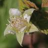 Fotografia 13 da espécie Rubus idaeus do Jardim Botânico UTAD