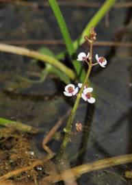 Fotografia da espécie Sagittaria sagittifolia