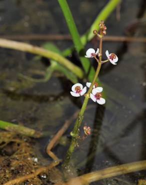 Fotografia 8 da espécie Sagittaria sagittifolia no Jardim Botânico UTAD