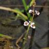 Fotografia 8 da espécie Sagittaria sagittifolia do Jardim Botânico UTAD