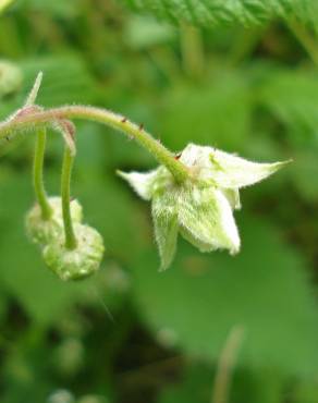 Fotografia 14 da espécie Rubus idaeus no Jardim Botânico UTAD