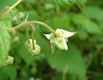 Fotografia da espécie Rubus idaeus