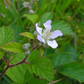 Fotografia da espécie Rubus caesius