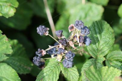 Fotografia da espécie Rubus caesius