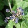 Fotografia 9 da espécie Rubus caesius do Jardim Botânico UTAD