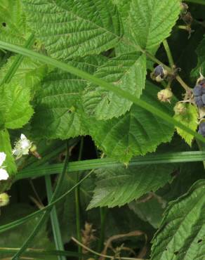 Fotografia 10 da espécie Rubus caesius no Jardim Botânico UTAD