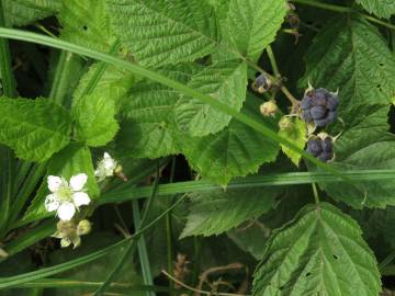 Fotografia da espécie Rubus caesius