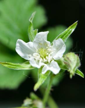 Fotografia 11 da espécie Rubus caesius no Jardim Botânico UTAD