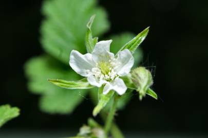 Fotografia da espécie Rubus caesius