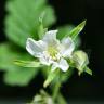 Fotografia 11 da espécie Rubus caesius do Jardim Botânico UTAD