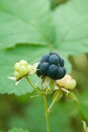 Fotografia da espécie Rubus caesius