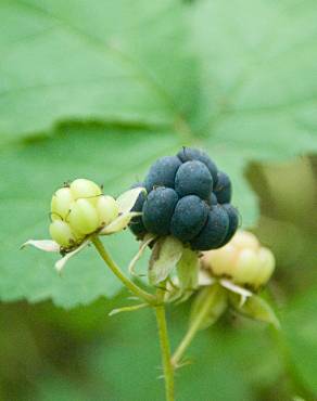 Fotografia 12 da espécie Rubus caesius no Jardim Botânico UTAD