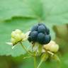 Fotografia 12 da espécie Rubus caesius do Jardim Botânico UTAD