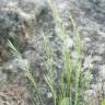 Fotografia 7 da espécie Vulpia myuros do Jardim Botânico UTAD