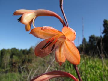 Fotografia da espécie Watsonia meriana