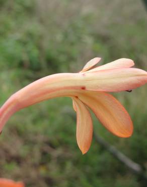 Fotografia 3 da espécie Watsonia meriana no Jardim Botânico UTAD