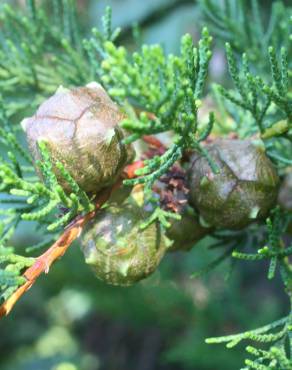 Fotografia 3 da espécie Cupressus macrocarpa no Jardim Botânico UTAD