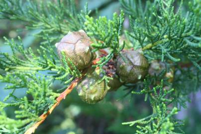 Fotografia da espécie Cupressus macrocarpa