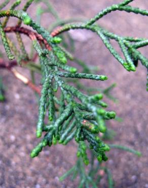 Fotografia 4 da espécie Cupressus macrocarpa no Jardim Botânico UTAD