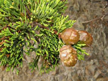 Fotografia da espécie Cupressus macrocarpa