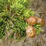 Fotografia 5 da espécie Cupressus macrocarpa do Jardim Botânico UTAD