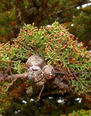 Fotografia 6 da espécie Cupressus macrocarpa no Jardim Botânico UTAD