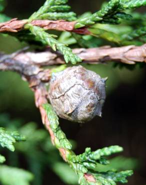 Fotografia 7 da espécie Cupressus macrocarpa no Jardim Botânico UTAD