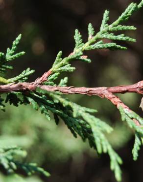 Fotografia 9 da espécie Cupressus macrocarpa no Jardim Botânico UTAD