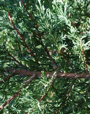 Fotografia 10 da espécie Cupressus macrocarpa no Jardim Botânico UTAD