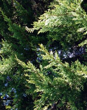 Fotografia 11 da espécie Cupressus macrocarpa no Jardim Botânico UTAD