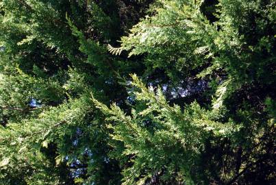 Fotografia da espécie Cupressus macrocarpa