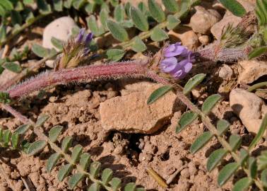 Fotografia da espécie Astragalus sesameus