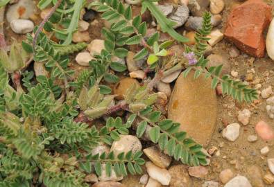 Fotografia da espécie Astragalus sesameus