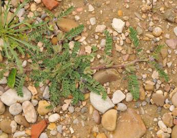 Fotografia da espécie Astragalus sesameus