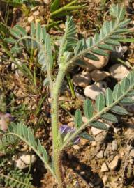 Fotografia da espécie Astragalus sesameus