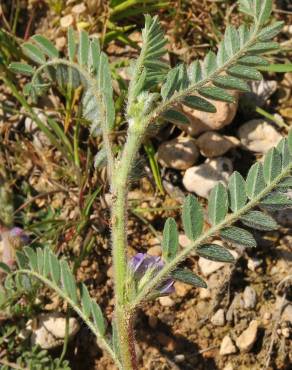 Fotografia 5 da espécie Astragalus sesameus no Jardim Botânico UTAD