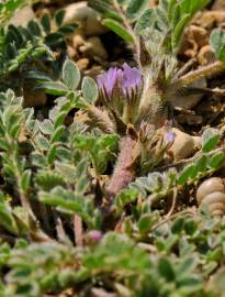 Fotografia da espécie Astragalus sesameus