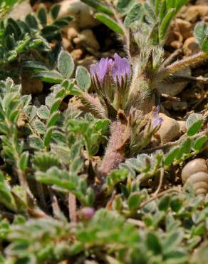 Fotografia 1 da espécie Astragalus sesameus no Jardim Botânico UTAD