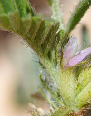 Fotografia 6 da espécie Astragalus sesameus no Jardim Botânico UTAD