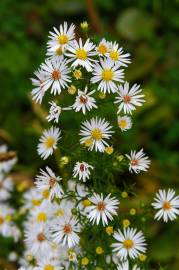 Fotografia da espécie Aster lanceolatus