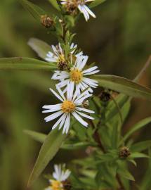 Fotografia da espécie Aster lanceolatus