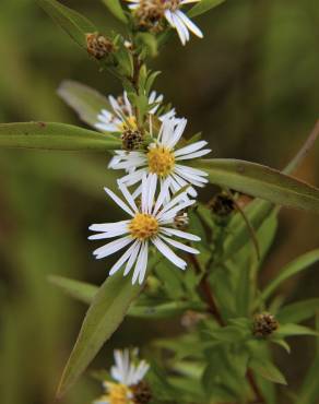 Fotografia 3 da espécie Aster lanceolatus no Jardim Botânico UTAD