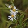 Fotografia 3 da espécie Aster lanceolatus do Jardim Botânico UTAD