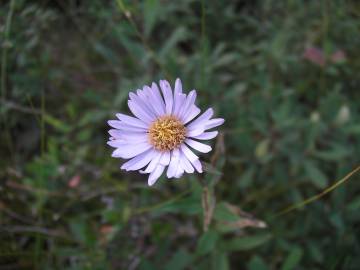 Fotografia da espécie Aster lanceolatus