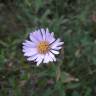 Fotografia 4 da espécie Aster lanceolatus do Jardim Botânico UTAD