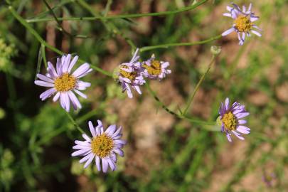 Fotografia da espécie Aster lanceolatus