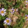 Fotografia 5 da espécie Aster lanceolatus do Jardim Botânico UTAD