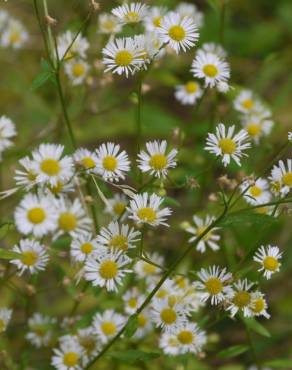 Fotografia 6 da espécie Aster lanceolatus no Jardim Botânico UTAD