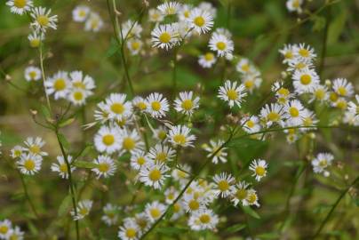 Fotografia da espécie Aster lanceolatus